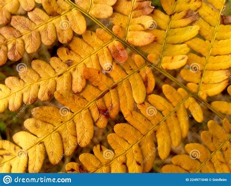 Yellow Orange Autumn Fern Background Stock Photo Image Of Macro Fall