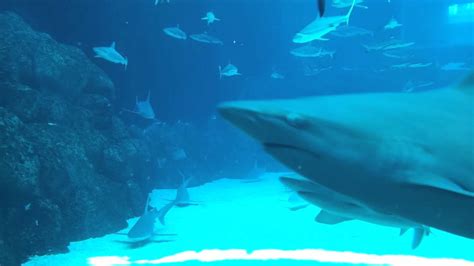 Sharks At Singapore Oceanarium Hd Youtube