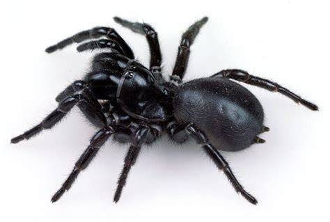 Australians Warned Of Deadly Spider ‘plague After Floods Courthouse