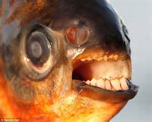 Fish With Human Like Teeth Known As The Vegetarian