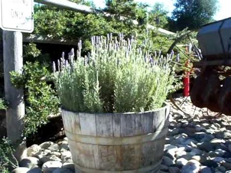Potted citrus needs root pruning at least every three years. wine barrel gardens lavender.mov - YouTube