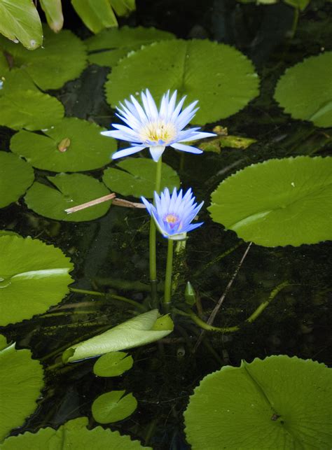 Free Stock Photo 2208 Blue Water Lily Freeimageslive