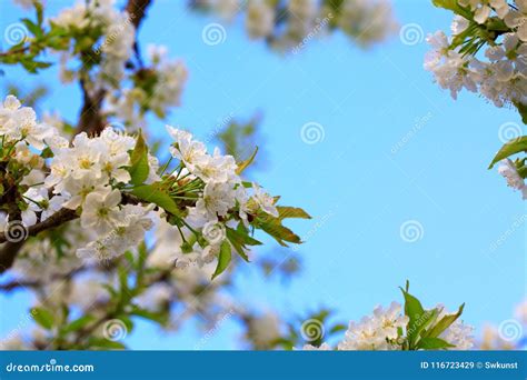 White Flowers Of Cherry Trees In The Spring Stock Image Image Of
