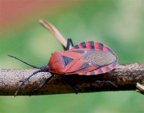 Red And Black Bug Seen In My Garden An Insect Sighted And Flickr