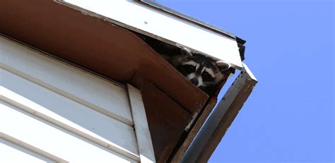 Signs Of Raccoons In An Attic Modern Pest