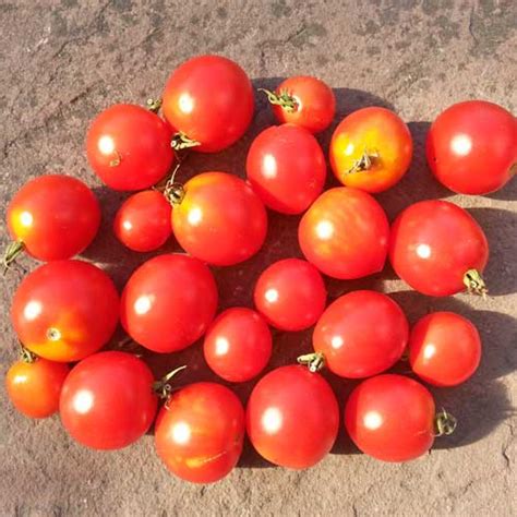 Red Alert Tomaten Samen Bestellen Chili Shop24de