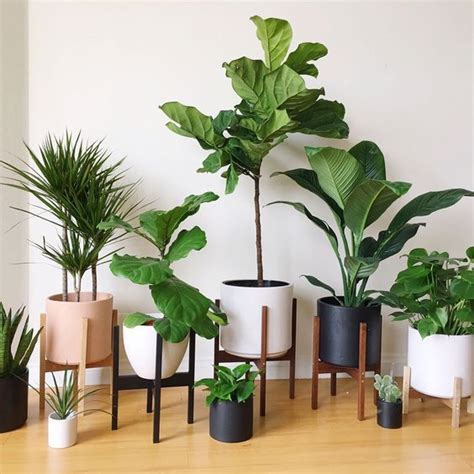 22 Office Plants No Sunlight To Give Fresh Touch In Your Room House