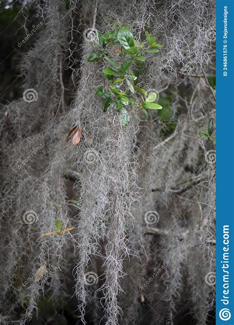 Plant With Spanish Moss Also Known As An Aerophyte Hanging Stock Photo