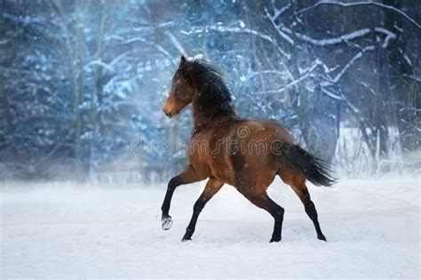 Bay Horse In Motion Stock Photo Image Of Purebred Beautiful 137493490