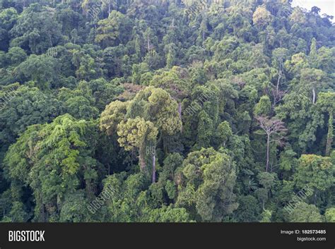 Rain Forest Rainforest Jungle Aerial View Stock Photo And Stock Images