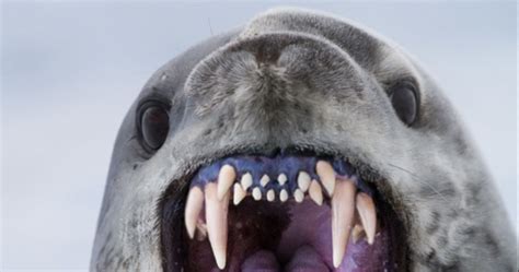 This Is What Leopard Seal Teeth Look Like Truly A Horrifying Apex