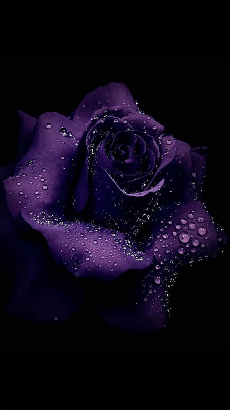 Purple Rose Wallpapers Top Free Purple Rose Backgrounds Wallpaperaccess