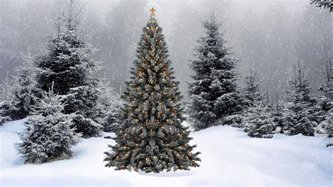 Christmas Trees In Snow Wallpaper