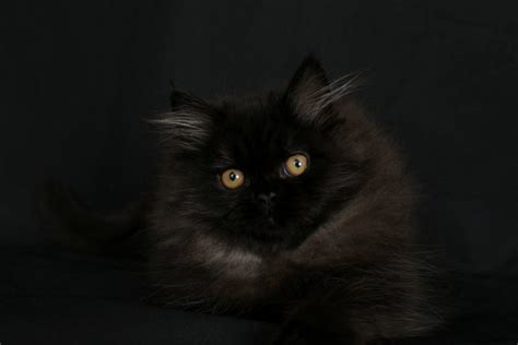 Black Persian Kittens Black Persian Catspersian Kittens For Sale In A