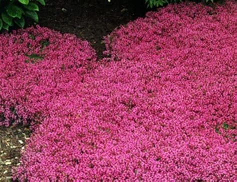I can't remember exactly which. Creeping Thyme Seeds - Magic Carpet -Thymus Serpyllum ...