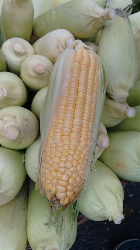 Zea Mays Corn Indian Corn Maize North Carolina Extension Gardener