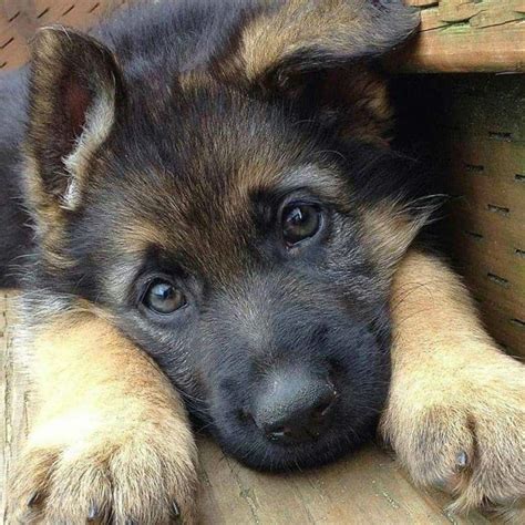 Purebred Newborn German Shepherd Puppies Pets Lovers