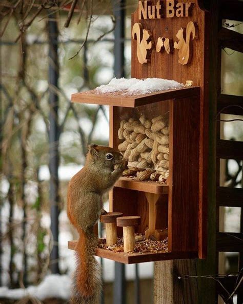 Nut Bar Squirrelbird Feeder Etsy Squirrel Feeder Diy Squirrel