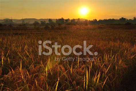Sunset Over Rice Field Stock Photo Royalty Free Freeimages