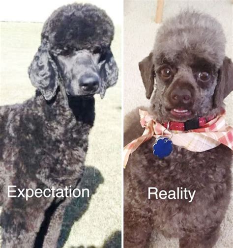 Pet Haircuts That Were Way More Than The Owners Bargained For