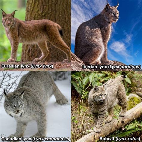 There Are 4 Different Species Of Lynx The Eurasian Lynx The Canadian