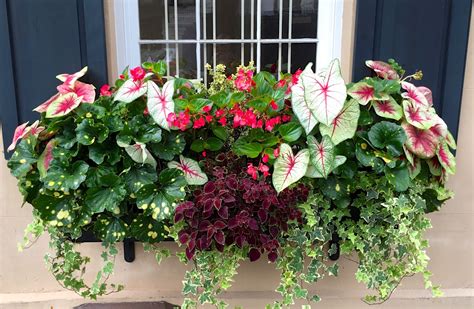 I fought my wife over adding the windowbox, but i have to admit it i absolutely love this combination for summer: JLL DESIGN: Window Box Ideas & More Garden Inspirations
