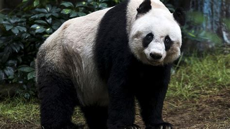 Worlds Oldest Giant Panda In Captivity Dies Aged 38 Euronews