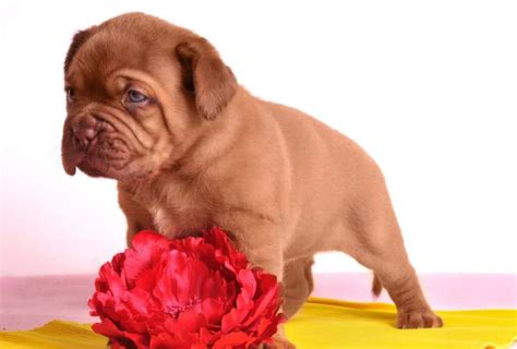 22 Mastiff Breeds That Will Steal Your Heart And Couch Pawleaks