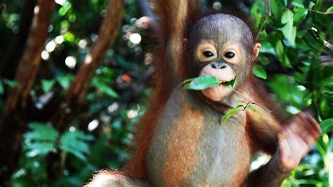 Watch Orangutan Rescue Videos Online National Geographic Channel Asia