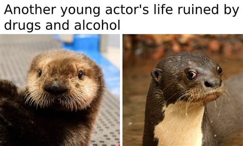 Please Follow Iloveotters I Love The Meme Template Otter Otters