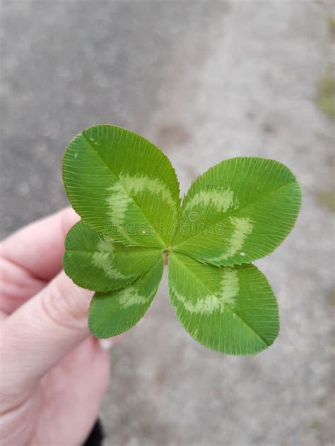 Five Leaf Clover Stock Image Image Of Leaf Clovers 250756801