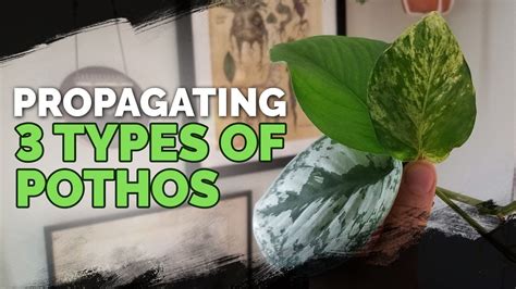 Plant care best growing conditions pothos plant varieties. Propagating 3 Types of Pothos via Water Cuttings ...