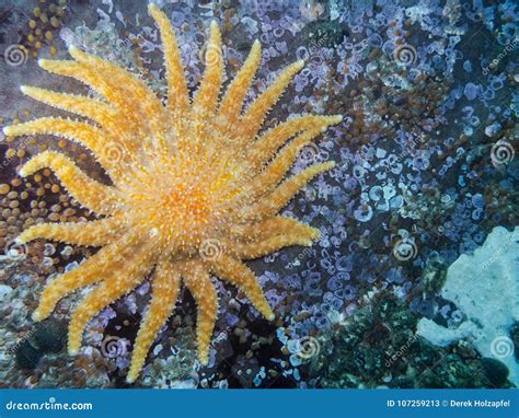 Sunflower Star Pycnopodia Helianthoides Stock Image Image Of Solitude