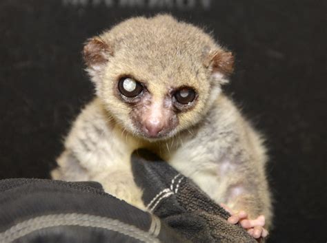 Nearly 50 Years Of Lemur Data Now Available Online Duke Lemur Center