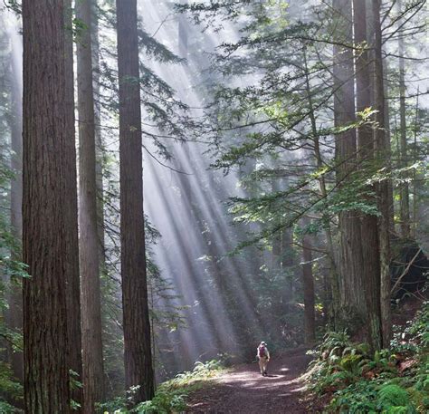 Fog And Redwoods And Global Warming Bay Nature Magazine