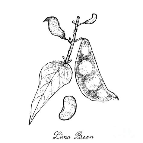 Hand Drawn Of Fresh Green Lima Bean Drawing By Iam Nee Fine Art America