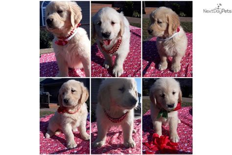 Maybe you would like to learn more about one of these? Golden Retriever puppy for sale near Central NJ, New Jersey. | 36ede419-eff1