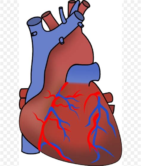 Myocardial Infarction Heart Failure Cardiovascular Disease Clip Art