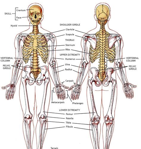 Ks3 Biology Ks3 Biology Part 2 Skeletal System
