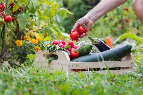 Farmer Harvesting Vegetable In Garden At Summer Stock Image Image Of