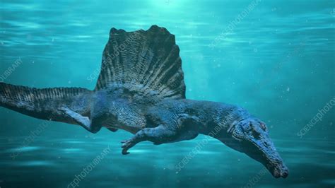 Spinosaurus Dinosaur Swimming Underwater Stock Video Clip K0103451
