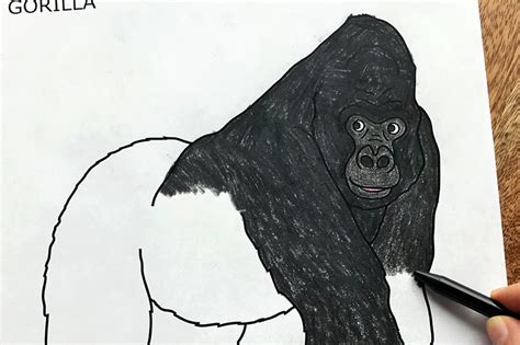 gorilla  printable templates coloring pages firstpalettecom