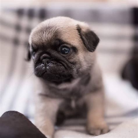 At $ 650 boxers are good family pets when treated respectfully, Pug Puppies Near Me | Pug puppies, Cute baby animals, Pug puppies near me