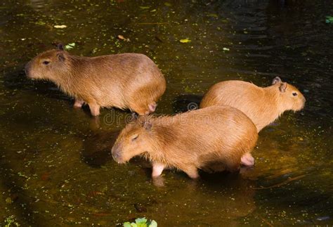 Three Capybaras Stock Image Image Of Guinea River Body 36378769