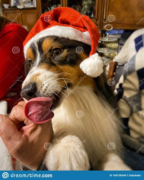 Dog With Santa Hat Stock Photo Image Of Santa Australian 168156548