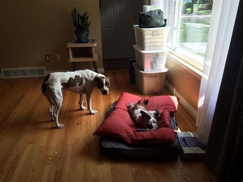 Helpless Dogs Who Had Their Beds Stolen By Cats