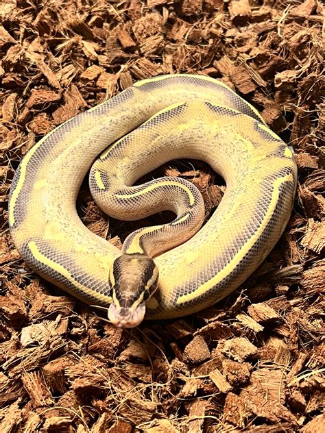 Highway Ball Python By Ring Reptiles Morphmarket