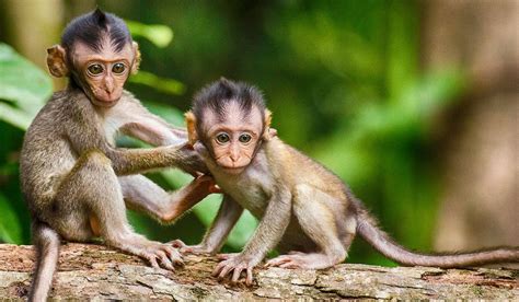 Video Beli Bayi Monyet Viral Pengunggah Panen Protes Sampai Nadya