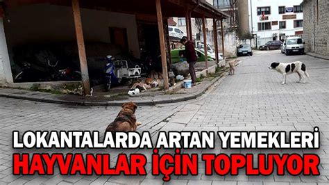 LOKANTALARDA ARTAN YEMEKLERİ HAYVANLAR İÇİN TOPLUYOR Köroğlu Gazetesi