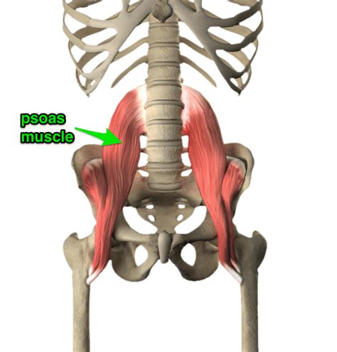 Psoas Muscle Trigger Point